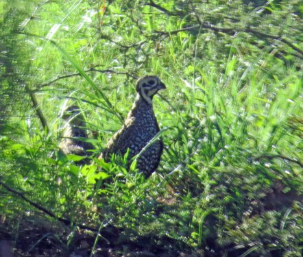 Montezuma's Quail1