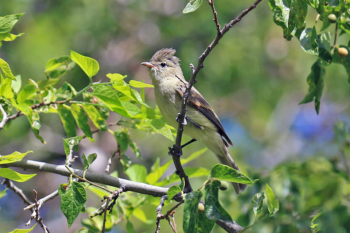 Northern Beardless Tyrannulet 2