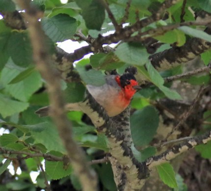 Red Faced Warbler3