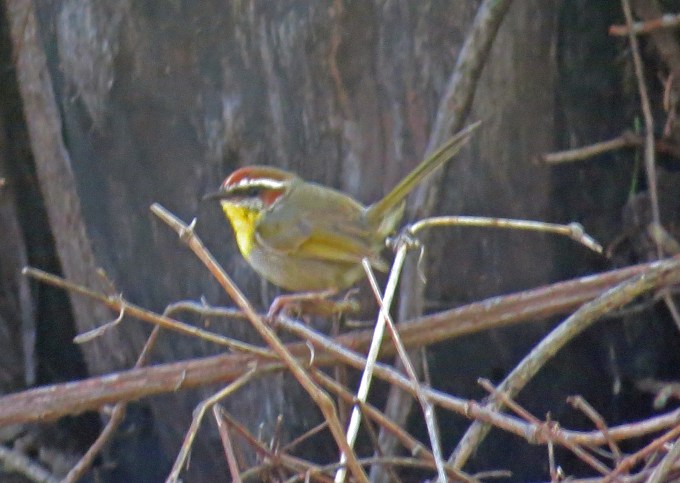 Rufous Capped Warbler