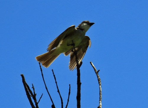 Thick Billed Kingbird1