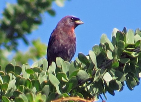 Varied Bunting