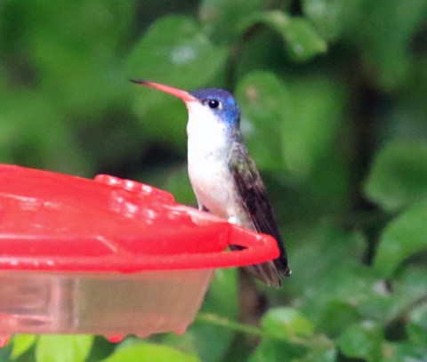 Violet Crowned Hummingbird 2