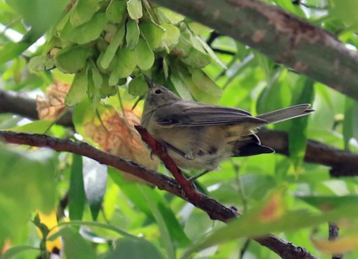 Virginia's Warbler4