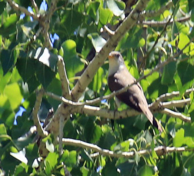 Yellow Billed Cuckoo2