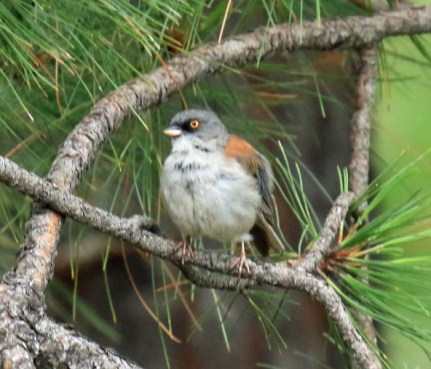 Yellow Eyed Junco4