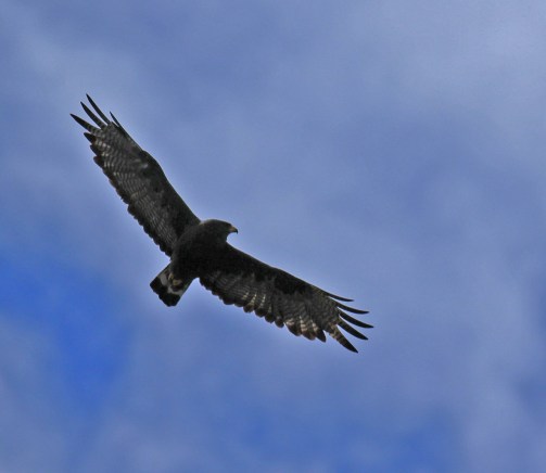 Zone Tailed Hawk3