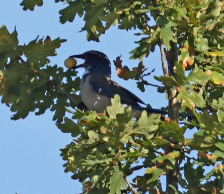 California Scrub Jay with nut