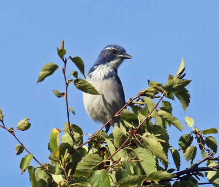 California Scrub Jay