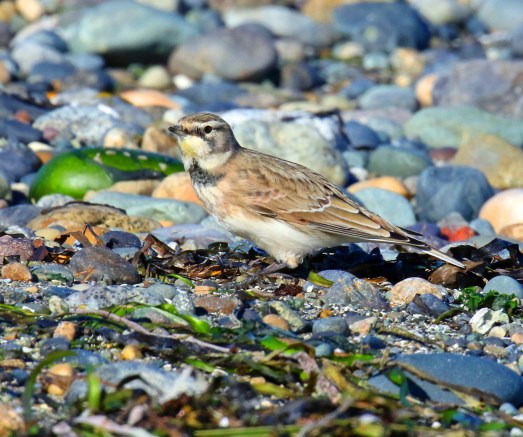 Horned Lark1
