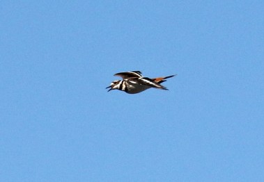 Killdeer Flight