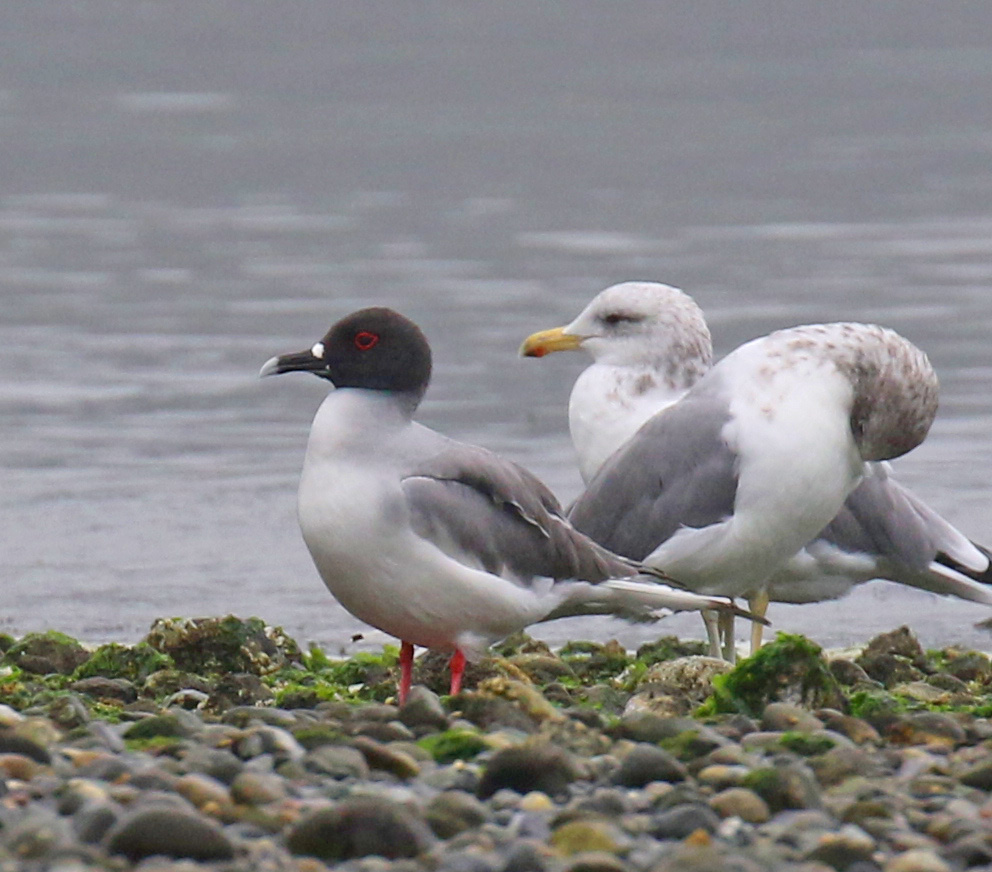 Swallow Tailed Gull 3