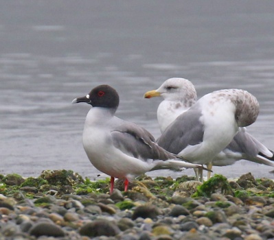 Swallow Tailed Gull 3