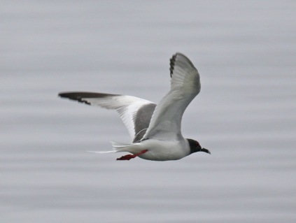 Swallow Tailed Gull Flight1