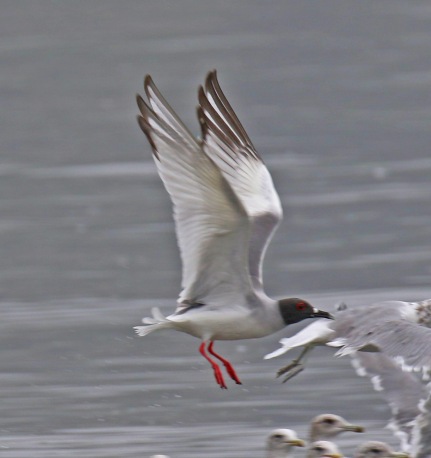 Swallow Tailed Gull Wings