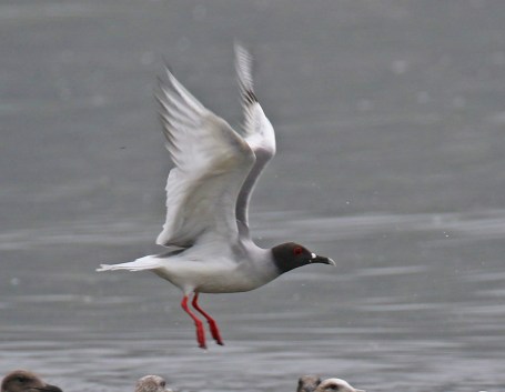 Swallow Tailed Gull Wings4