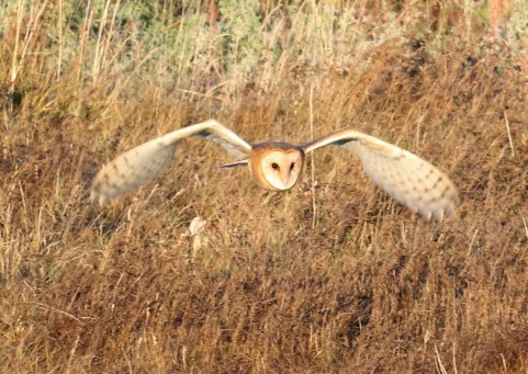 Barn Owl 6