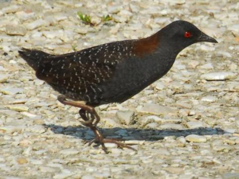 Black Rail