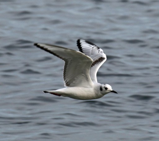 Bonaparte's Gull