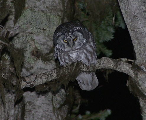 Boreal Owl1