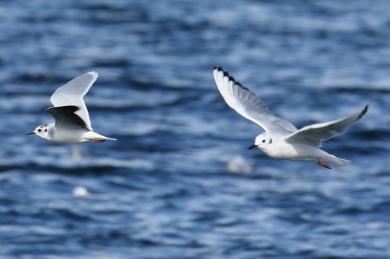 Brad's Little Gull with Bonaparte