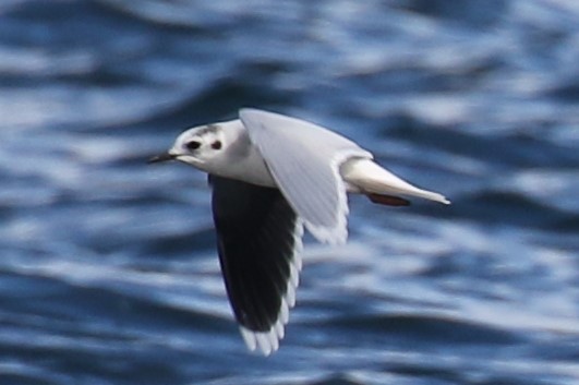 Brad's Little Gull