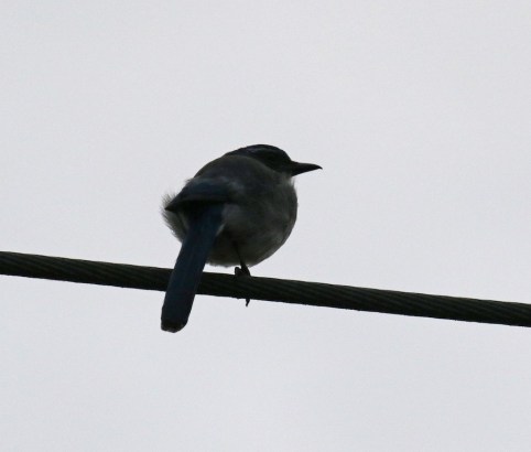 California Scrub Jay