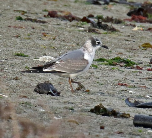 Franklin's Gull