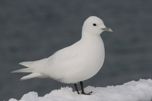 IvoryGullPlymouthMA01232009