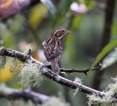 21953263233_9b04caee19_z