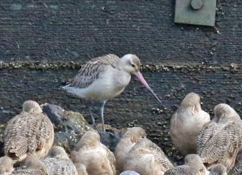 Bar Tailed Godwit2