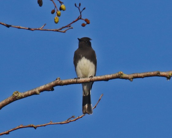 Black Phoebe2