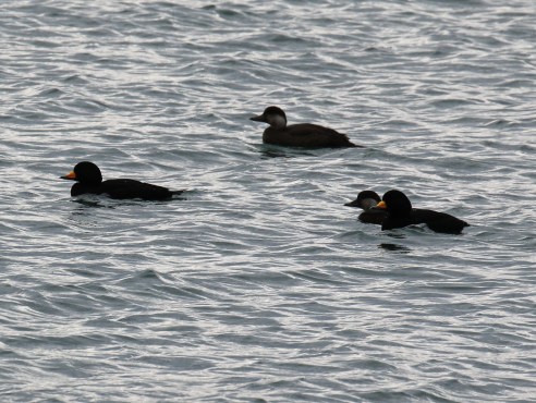 Black Scoters