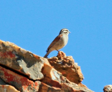 Cape Bunting