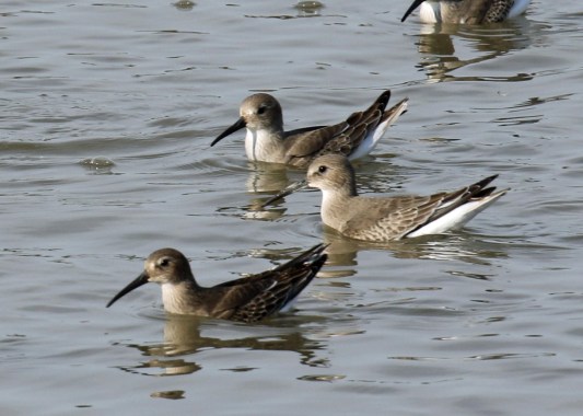 Dunlins
