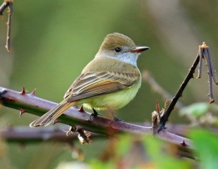 Dusky Capped Flycatcher