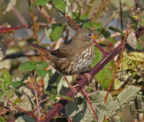 Fox Sparrow