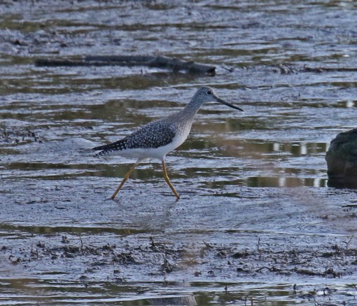 Greater Yellowlegs