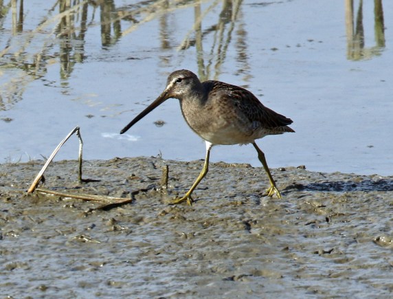 Long Billed Dowitchers