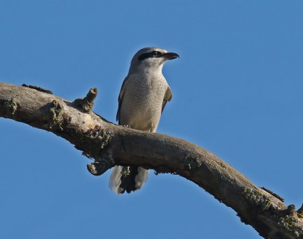 Northern Shrike