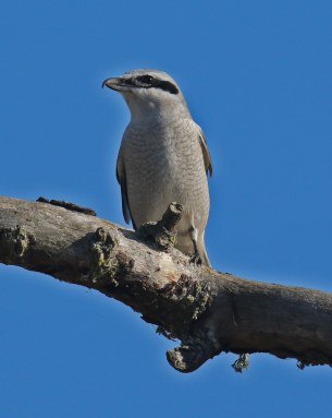 Northern Shrike3
