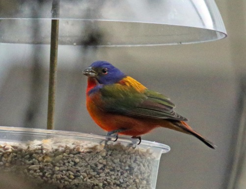 Painted Bunting1