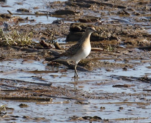 Sharp Tailed Sandpiper2
