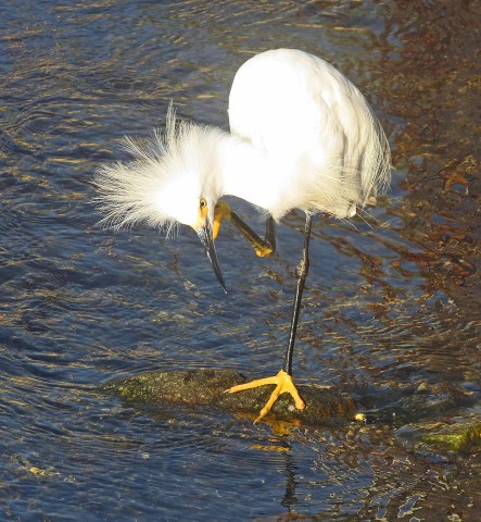 Snowy Egret