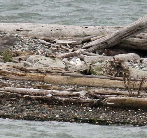Snowy Owl Sandy Point