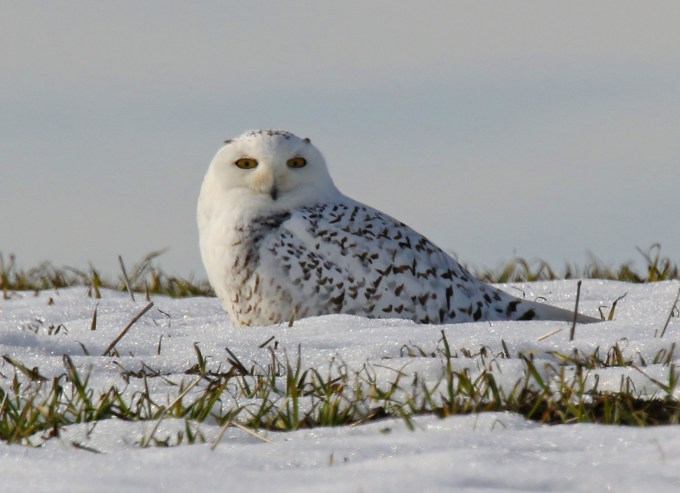 Snowy Owl2