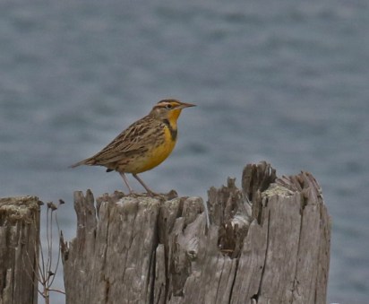 Western Meadowlark1