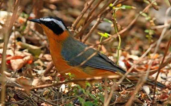 White Browed Robin Chat