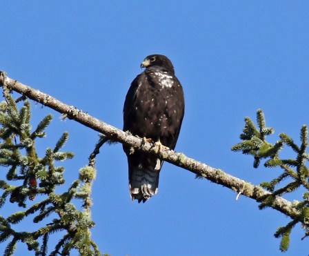 Zone Tailed Hawk