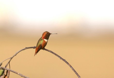 Allen's Hummingbird 4